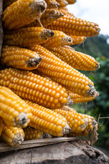 background of the corn on cob