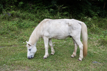 The mini horse is eating green grass on the field, Nepal