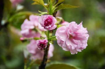 Blossoming cherry flower closeup