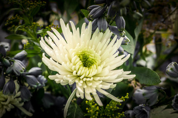 Close-up of Spray Type of Chrysanthemum (Dendranthemum grandifflora). White flowers isolated on black background with selective focus.