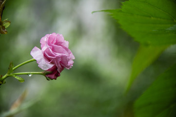 Blossoming cherry flower closeup