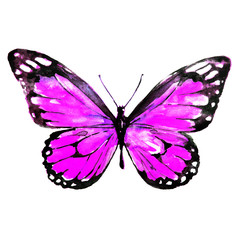 beautiful violet butterfly,watercolor,isolated on a white