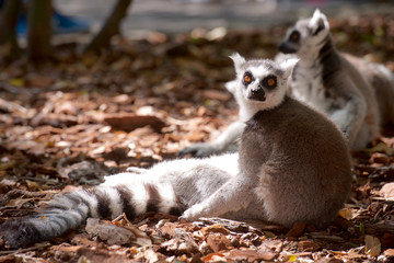 Ring-tailed Lemur