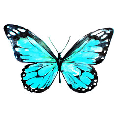 beautiful blue butterfly,watercolor,isolated on a white