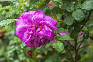 Blossoming Chinese rose flower closeup 