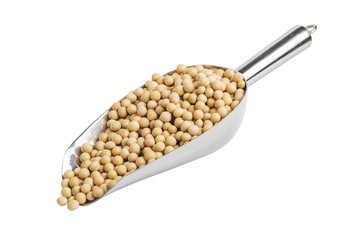 soybean