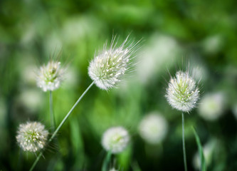 Bunny Tails Grass