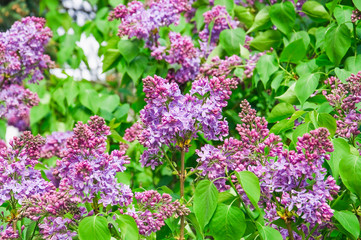 Fototapeta premium Blooming varietal selection purple lilac (Syrínga). The sort of 