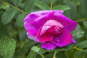 Blossoming Chinese rose flower closeup 
