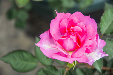 Blossoming Chinese rose flower closeup 