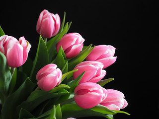 Fototapeta premium Bunch of pink tulips on black background.