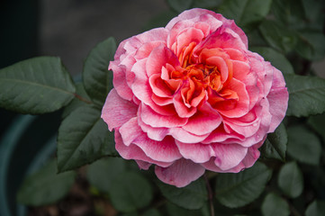 Blossoming Chinese rose flower closeup 