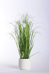 Green plant in white pot and white background