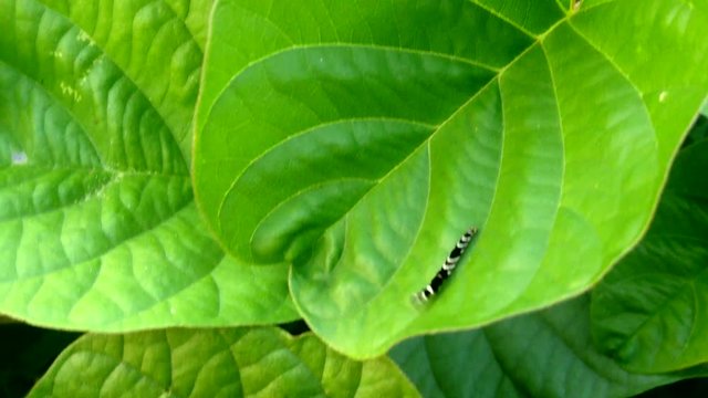 green leaf and butterfly worm