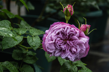 Fototapeta premium Blossoming Chinese rose flower closeup