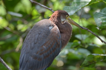 Tricolored heron on the three 
