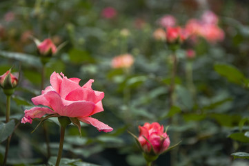 Blossoming Chinese rose flower closeup