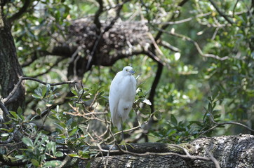 Cattle egret on the three in Florida