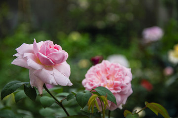 Blossoming Chinese rose flower closeup