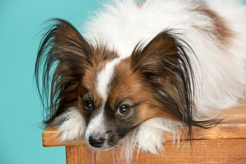 Studio portrait of a small yawning puppy Papillon