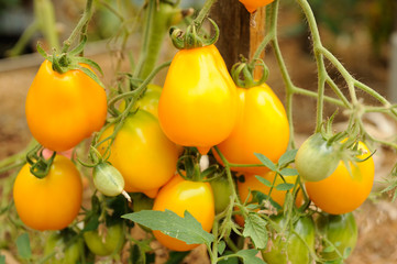 Growing Yellow Tomatoes