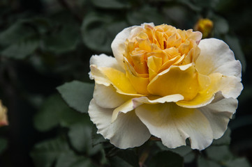 Blossoming Chinese rose flower closeup