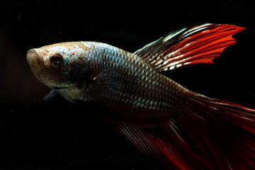 Fototapeta premium Fighting fish