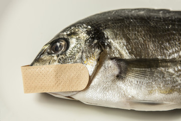 A dead fish with a patch on its mouth. Symbolic close-up shot: mute as a, censorship, privacy.
