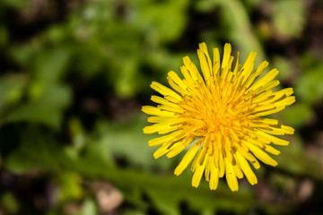 Little Flower