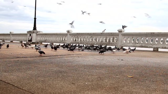Pigeons were flying along the ground for food.