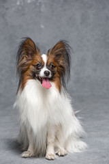 Studio portrait of a small yawning puppy Papillon