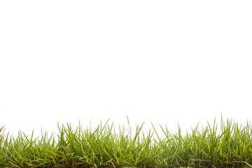 Fototapeta premium green grass on white background