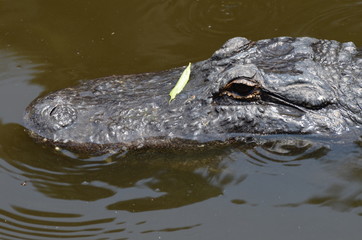 Alligatore in un corsi d'acqua in Florida