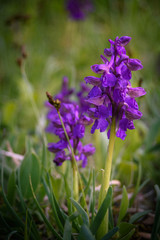 Orchis Morio. Purple orchid on an Italian meadow in Osoppo, an Italian village also known as the orchid country. Protected plant.