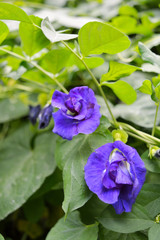 Beautiful Butterfly pea on a tree