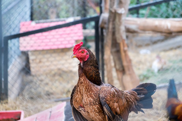 chicken in farm