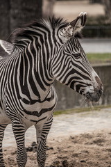 Fototapeta na wymiar Beautiful zebra at zoo in Berlin 