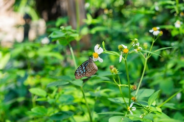 Butterfly and Flowers