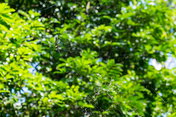 Spider on cobweb