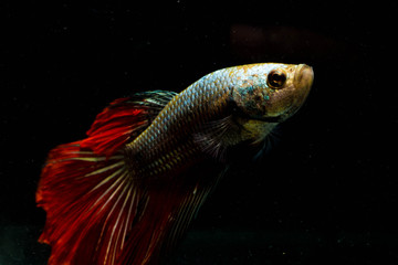 Fighting fish