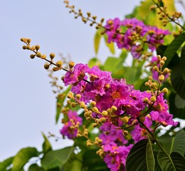 The beauty of Lagerstroemia The blooming on the tree. There is a natural backdrop and a blur.