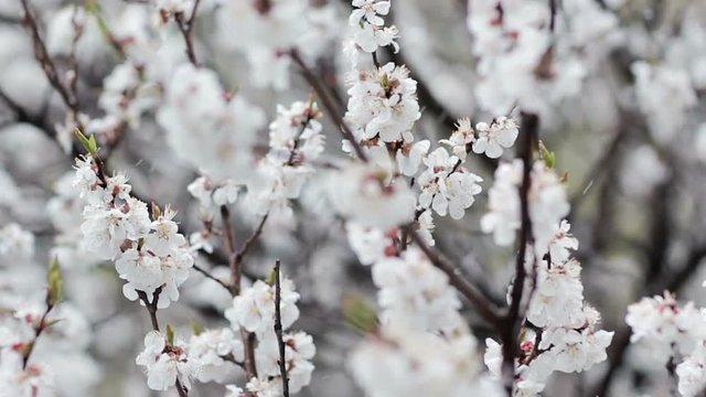 Snow in blooming fruit garden. Sliding shot. Blurred background, selective focus technique is used. Blossom of garden tree and snowfall at spring. Apricot white flowers close up and snowflakes.