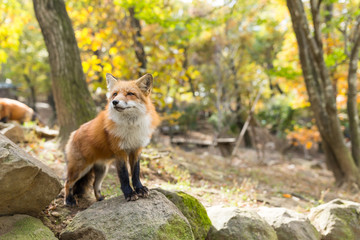 little fox