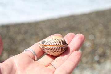 beach seashells