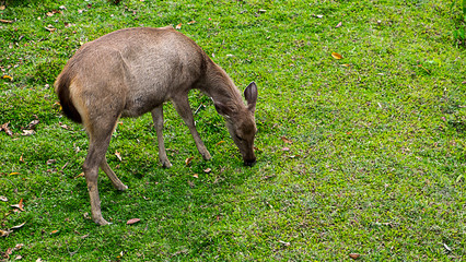 deer on the grass
