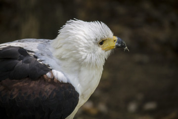 Águila