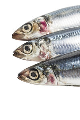 Sardine