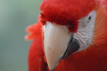 Pappagallo Cacatua Rosso Ara rosso dalle ali verdi 