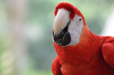 Pappagallo Cacatua Rosso Ara rosso dalle ali verdi 