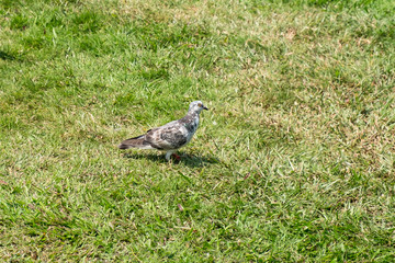 Dove on the lawn